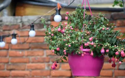 Creating a Summer Retreat: 8 Tips to Improve Outdoor Living Spaces