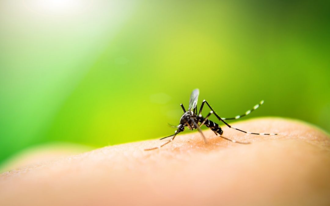5 Ways to Repel Mosquitoes From Your Property