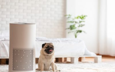 6 Tips for Air Purification for the Home